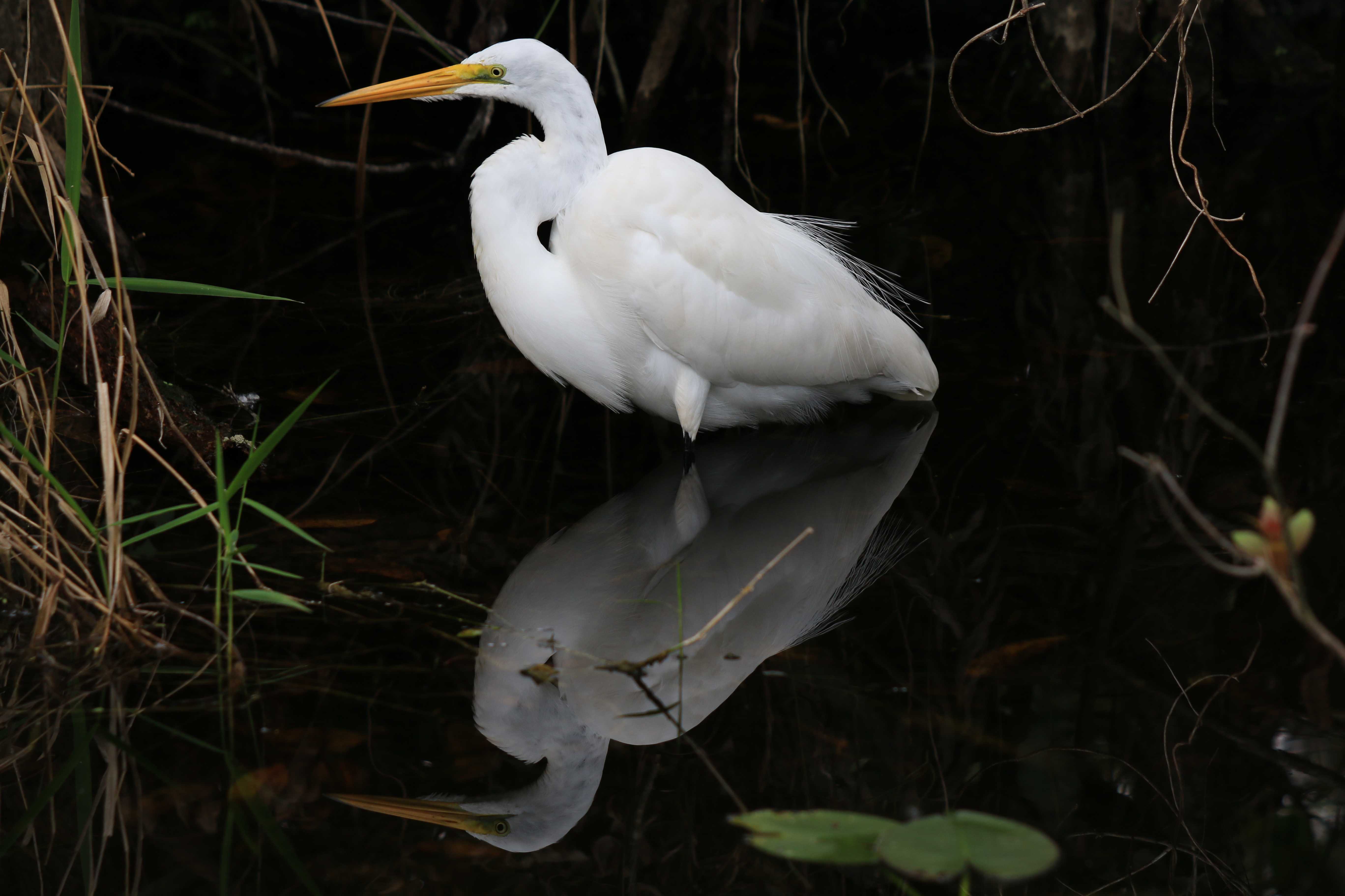 Great Egret